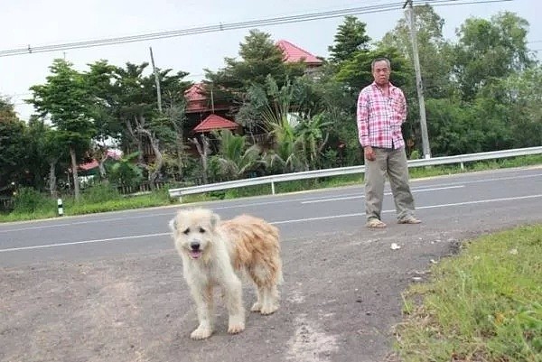 忠犬被迫流浪4年，终于再见主人后它却转身离去，背后真相让人泪目…（组图） - 21