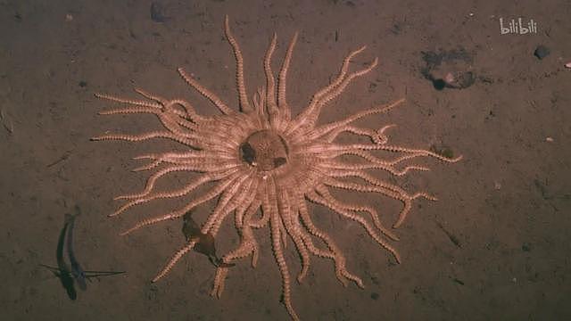 逼死深海恐惧症的纪录片，南极深处究竟有什么巨型怪物