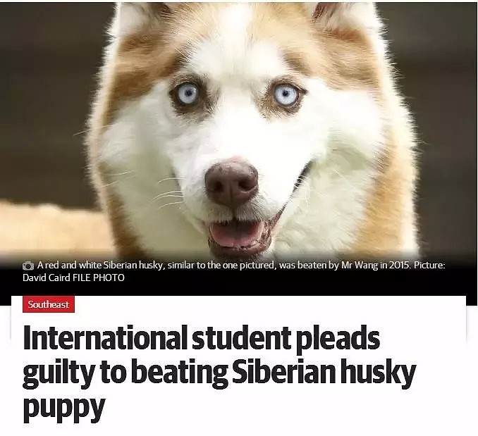 华人注意！澳洲史上最严养狗新规来了！每天不干这事，将被重罚数万元！（图） - 8