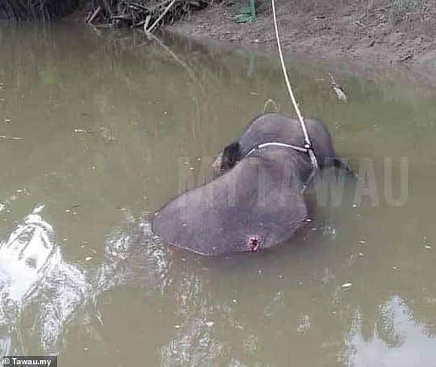 马来西亚沙巴发现一侏儒象尸体，身中70枪，其中一枪穿透太阳穴