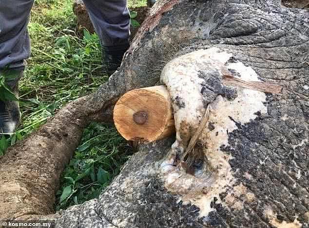 马来西亚沙巴发现一侏儒象尸体，身中70枪，其中一枪穿透太阳穴