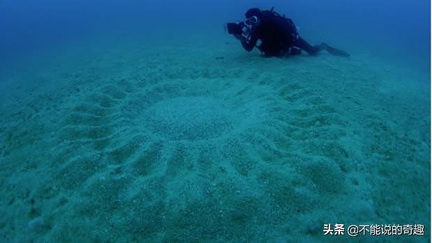 二十多年，科学家终于解开了这些海底“神秘圆圈”的谜底