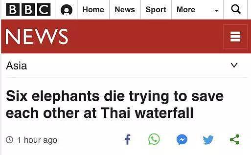 太惨了！泰国小象跌落瀑布 5头大象为救它也跌落死亡（组图） - 1