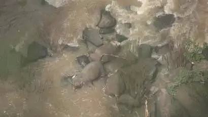 太惨了！泰国小象跌落瀑布 5头大象为救它也跌落死亡（组图） - 2
