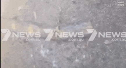 头皮发麻！昆州男子出门散步发现8米长蛇皮，在澳洲生活太难了（图片预警） - 8