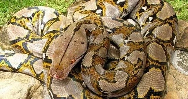 头皮发麻！昆州男子出门散步发现8米长蛇皮，在澳洲生活太难了（图片预警） - 12