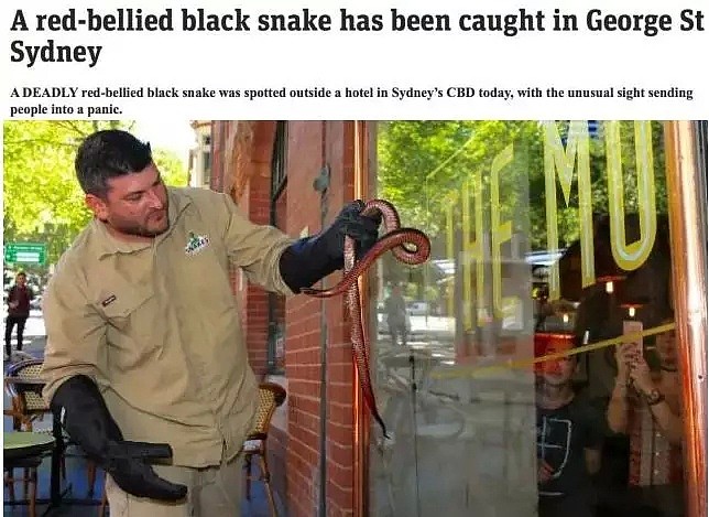 头皮发麻！昆州男子出门散步发现8米长蛇皮，在澳洲生活太难了（图片预警） - 16