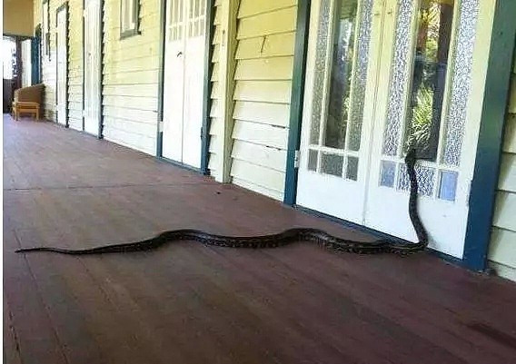 头皮发麻！昆州男子出门散步发现8米长蛇皮，在澳洲生活太难了（图片预警） - 17