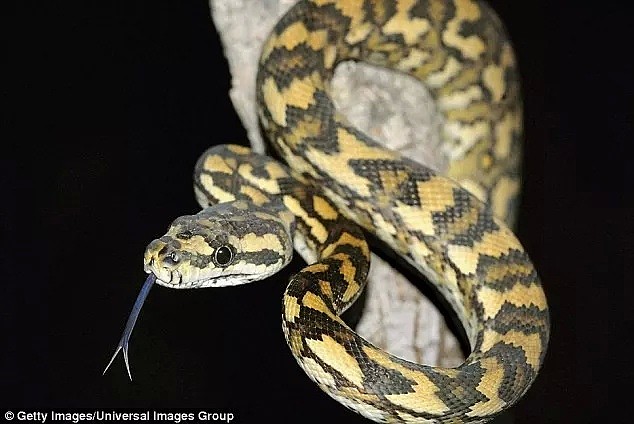 头皮发麻！昆州男子出门散步发现8米长蛇皮，在澳洲生活太难了（图片预警） - 19