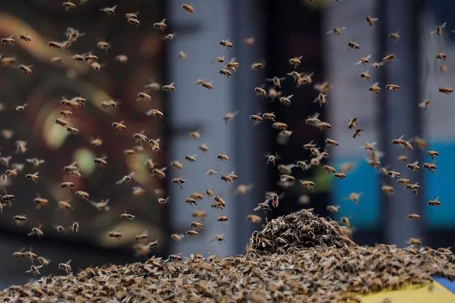 注意 | 堪培拉遭遇欧洲“杀人”黄蜂入侵，政府呼吁居民发现巢穴及时汇报！ - 7