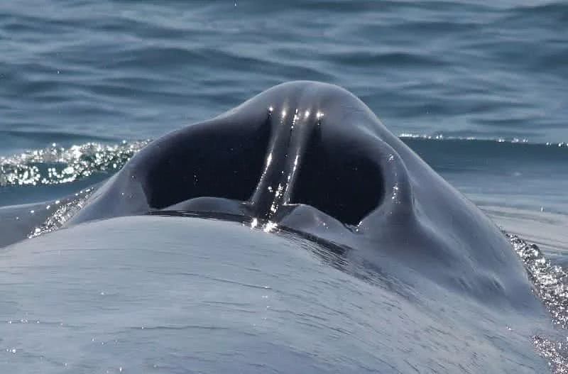 连呼吸都要浮出的鲸类，在海里睡觉时怎么不会被憋死？（组图） - 4