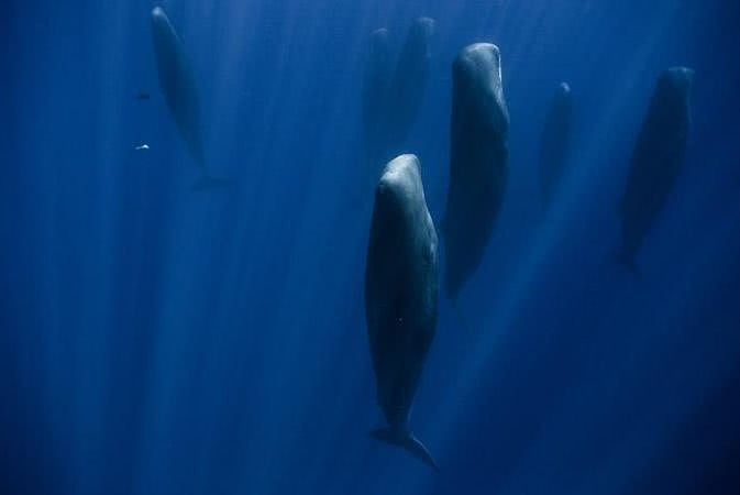 连呼吸都要浮出的鲸类，在海里睡觉时怎么不会被憋死？（组图） - 8