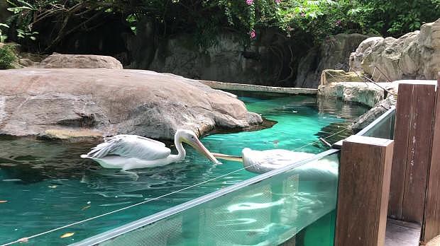新加坡动物园鹈鹕难舍死亡同类催人泪下，小游客目睹浮尸当场吓哭