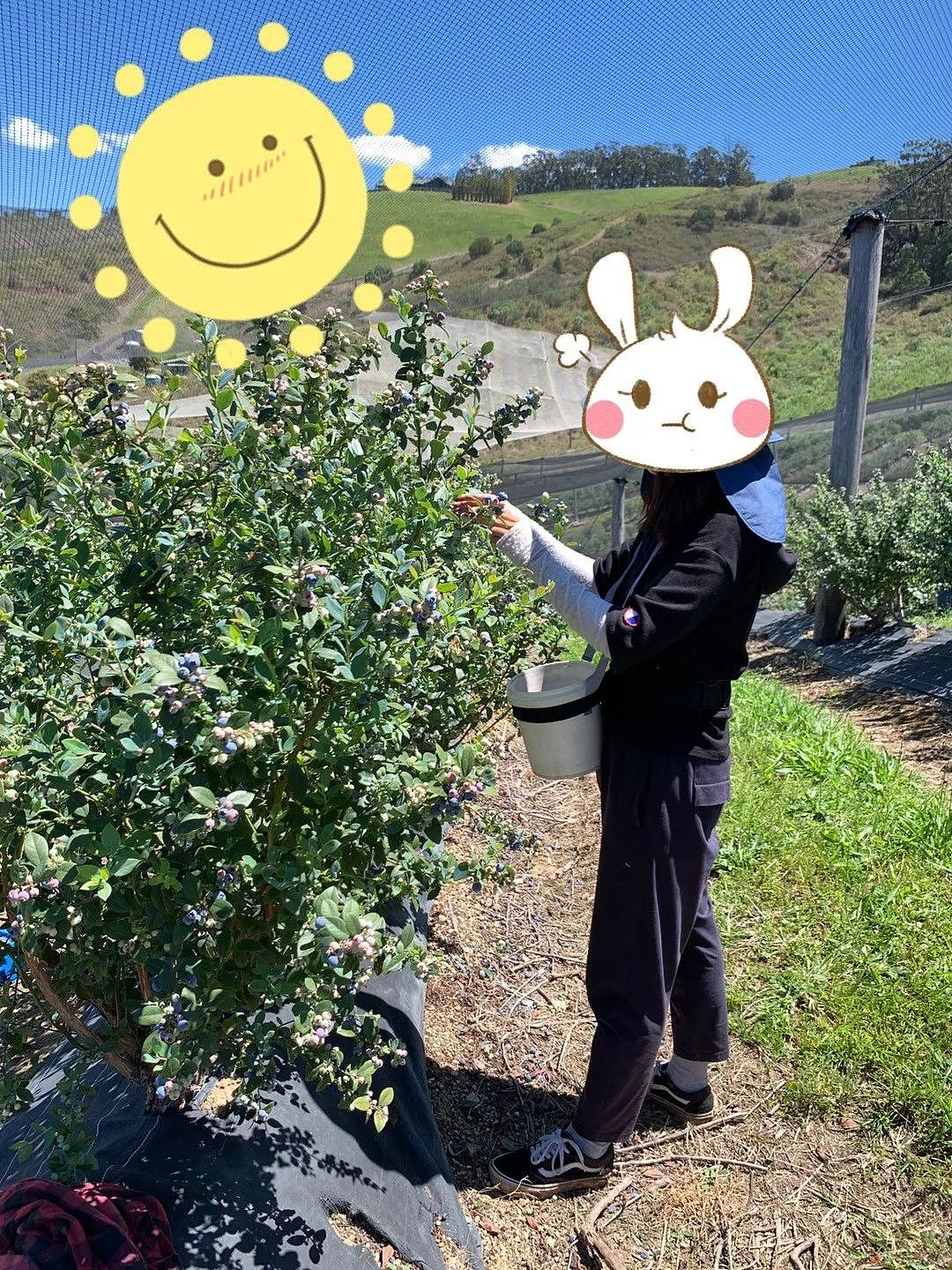 在澳洲农场可日挣$200？终于有华人肯说真话了，多少人被骗（组图） - 16