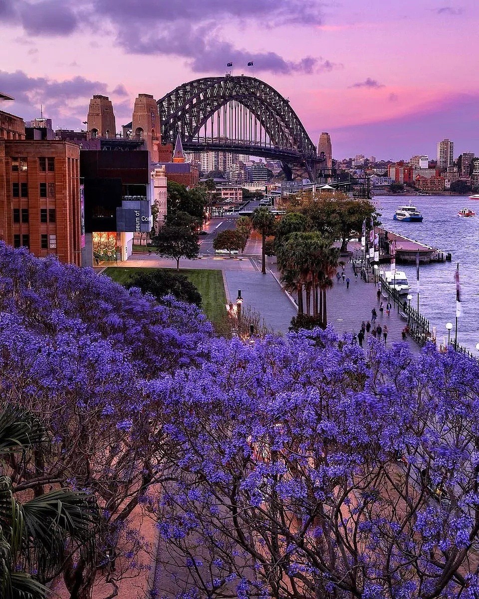 紫色浪漫席卷澳洲，这座叫“春”的城市，正被“单身狗之花”攻陷~ - 1