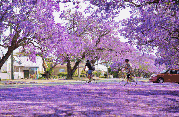 紫色浪漫席卷澳洲，这座叫“春”的城市，正被“单身狗之花”攻陷~ - 2