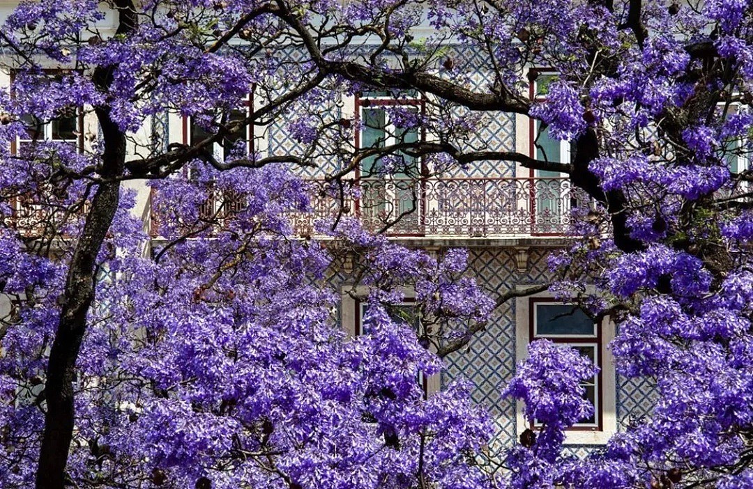紫色浪漫席卷澳洲，这座叫“春”的城市，正被“单身狗之花”攻陷~ - 3