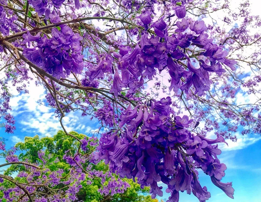 紫色浪漫席卷澳洲，这座叫“春”的城市，正被“单身狗之花”攻陷~ - 4