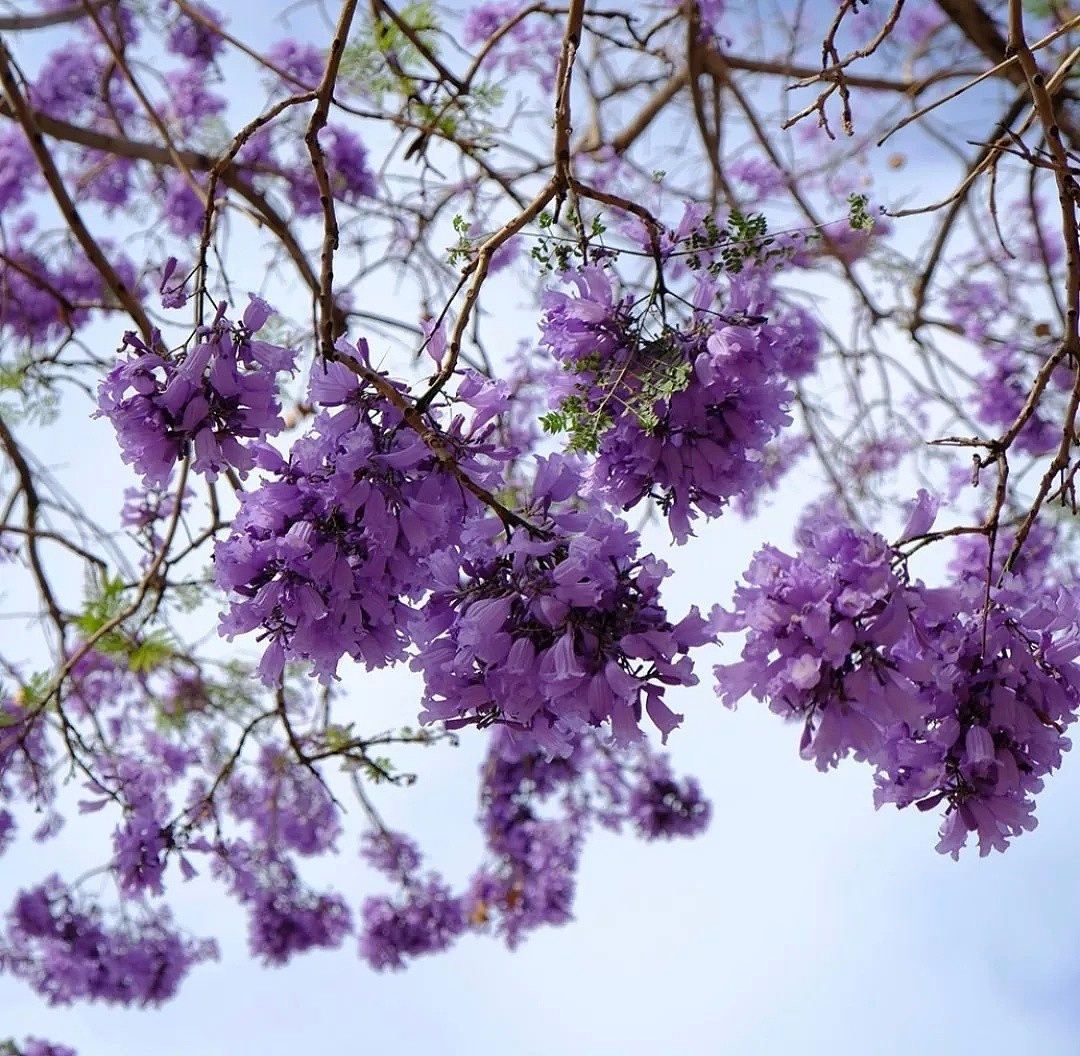 紫色浪漫席卷澳洲，这座叫“春”的城市，正被“单身狗之花”攻陷~ - 8