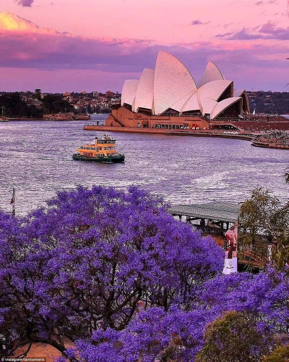 紫色浪漫席卷澳洲，这座叫“春”的城市，正被“单身狗之花”攻陷~ - 12