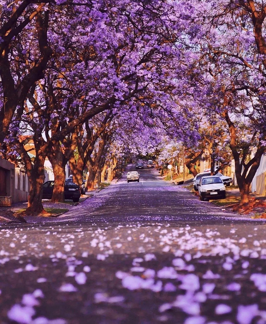紫色浪漫席卷澳洲，这座叫“春”的城市，正被“单身狗之花”攻陷~ - 13