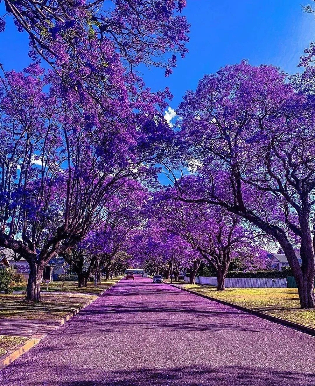 紫色浪漫席卷澳洲，这座叫“春”的城市，正被“单身狗之花”攻陷~ - 14