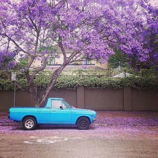 紫色浪漫席卷澳洲，这座叫“春”的城市，正被“单身狗之花”攻陷~ - 15