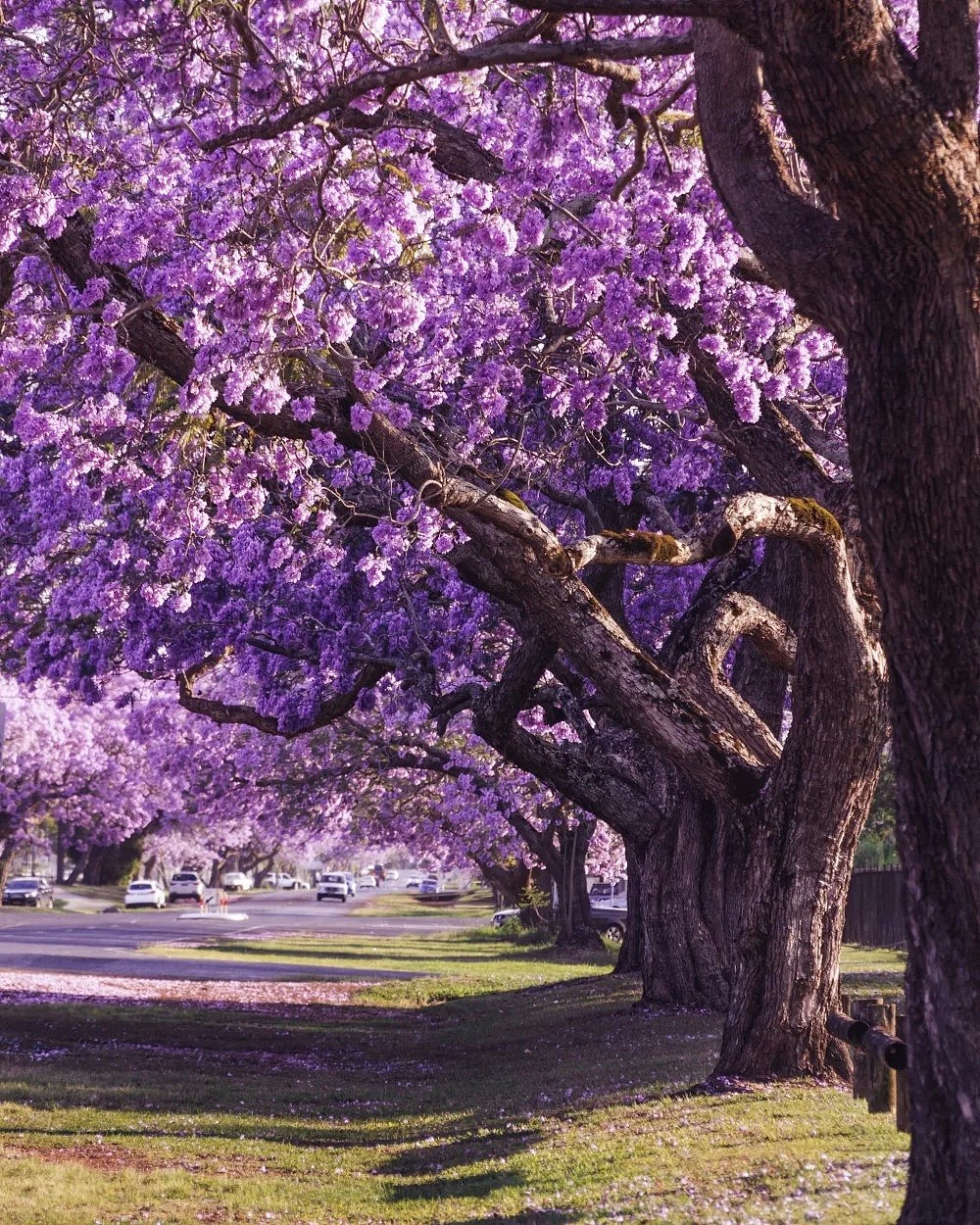 紫色浪漫席卷澳洲，这座叫“春”的城市，正被“单身狗之花”攻陷~ - 17