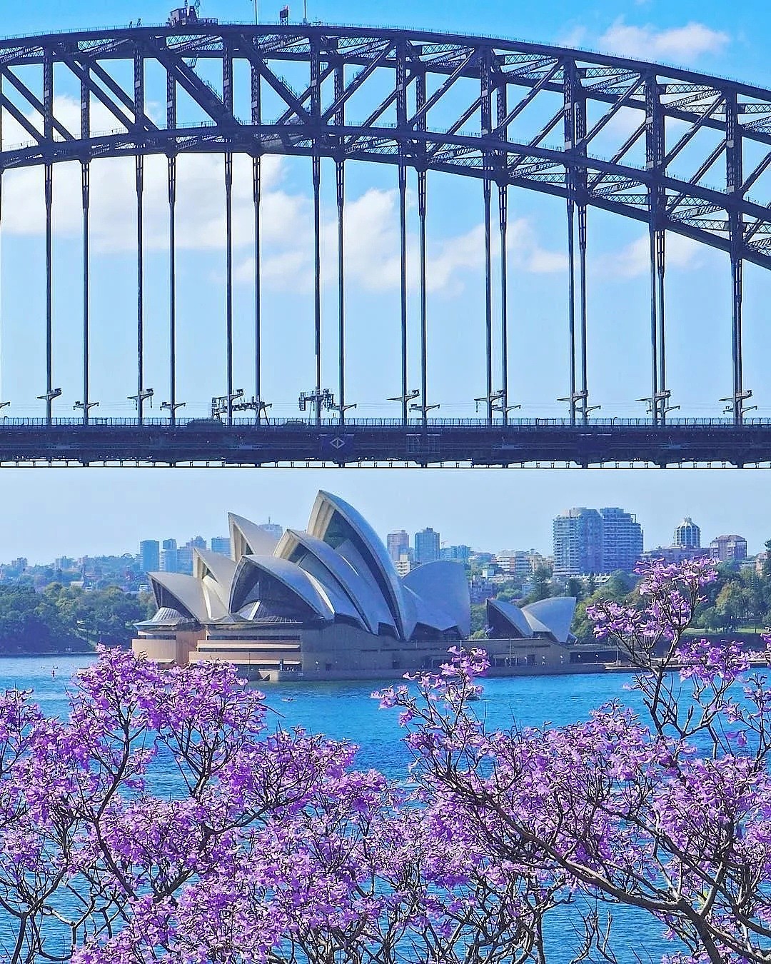 紫色浪漫席卷澳洲，这座叫“春”的城市，正被“单身狗之花”攻陷~ - 23
