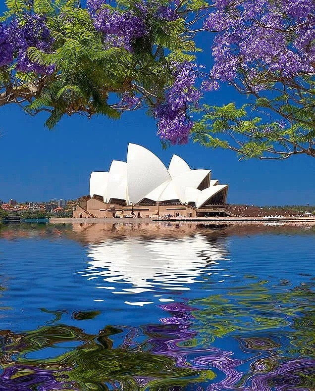 紫色浪漫席卷澳洲，这座叫“春”的城市，正被“单身狗之花”攻陷~ - 24