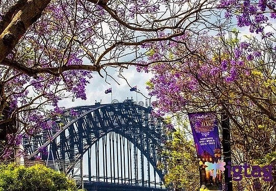紫色浪漫席卷澳洲，这座叫“春”的城市，正被“单身狗之花”攻陷~ - 26