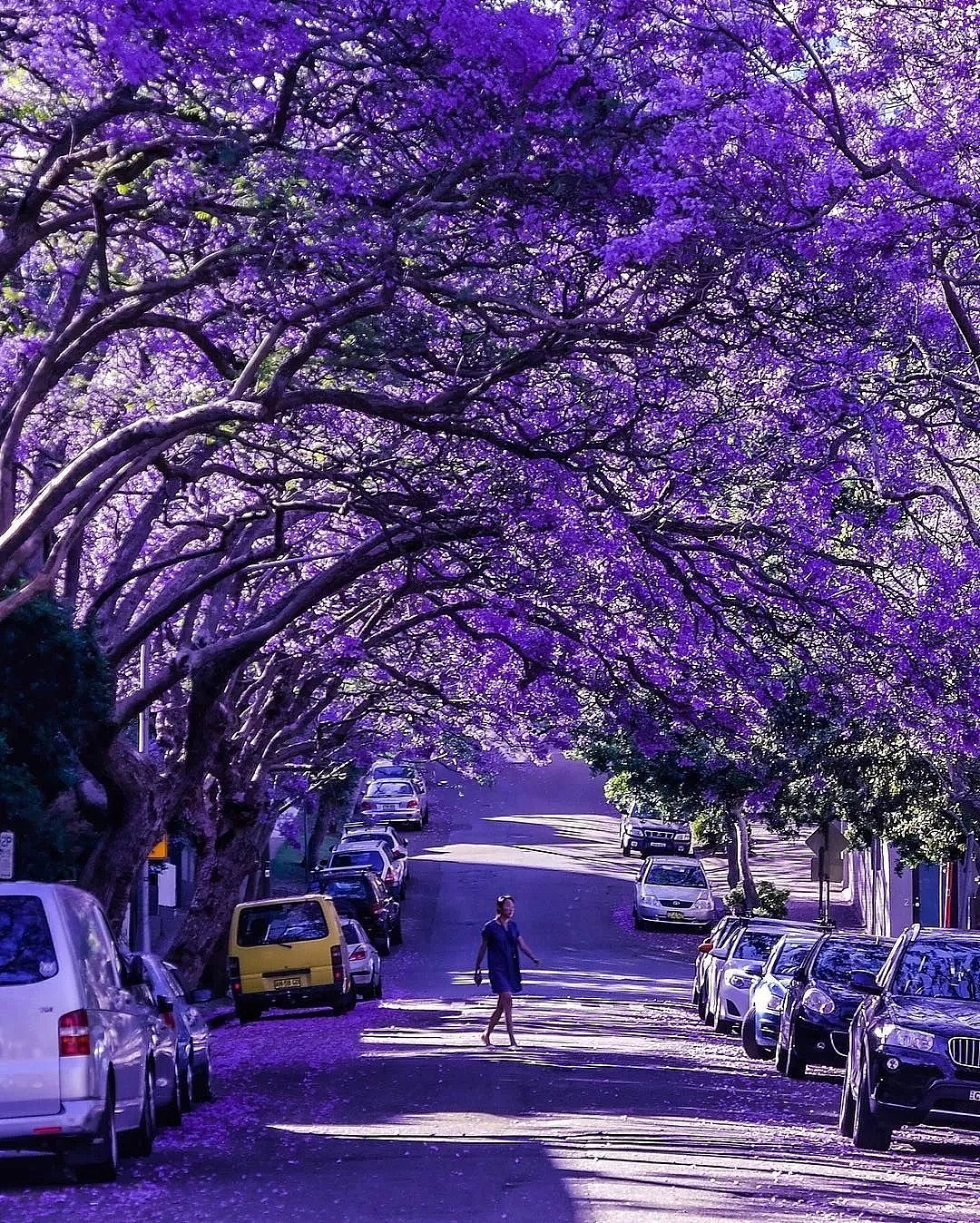 紫色浪漫席卷澳洲，这座叫“春”的城市，正被“单身狗之花”攻陷~ - 27