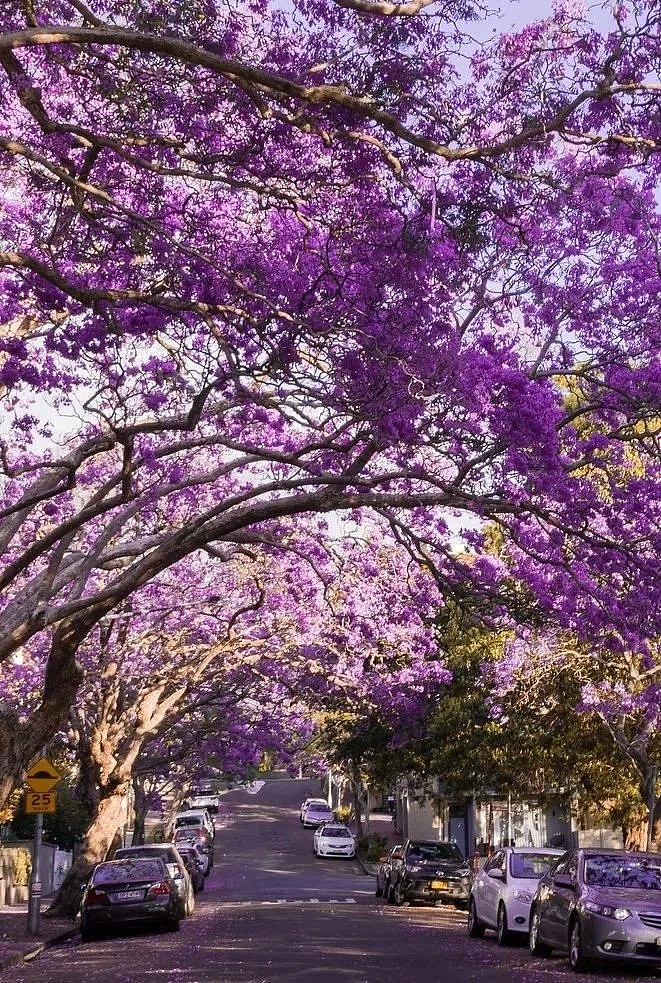 紫色浪漫席卷澳洲，这座叫“春”的城市，正被“单身狗之花”攻陷~ - 28