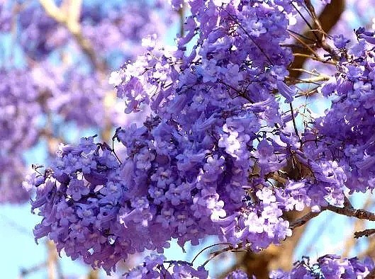 紫色浪漫席卷澳洲，这座叫“春”的城市，正被“单身狗之花”攻陷~ - 29
