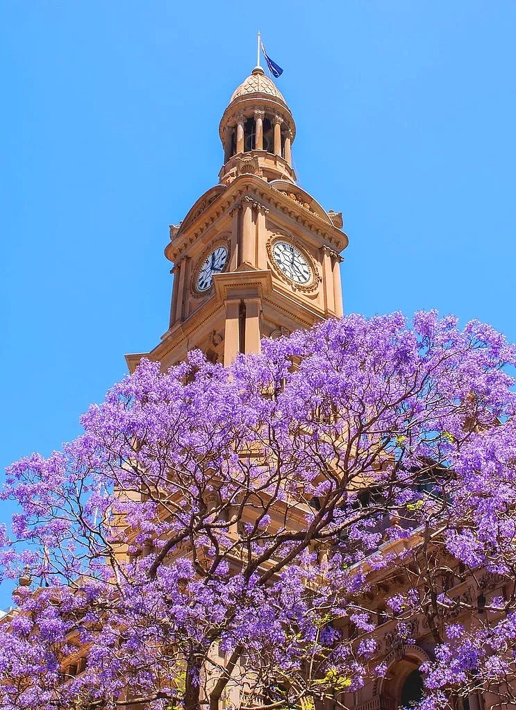 紫色浪漫席卷澳洲，这座叫“春”的城市，正被“单身狗之花”攻陷~ - 31