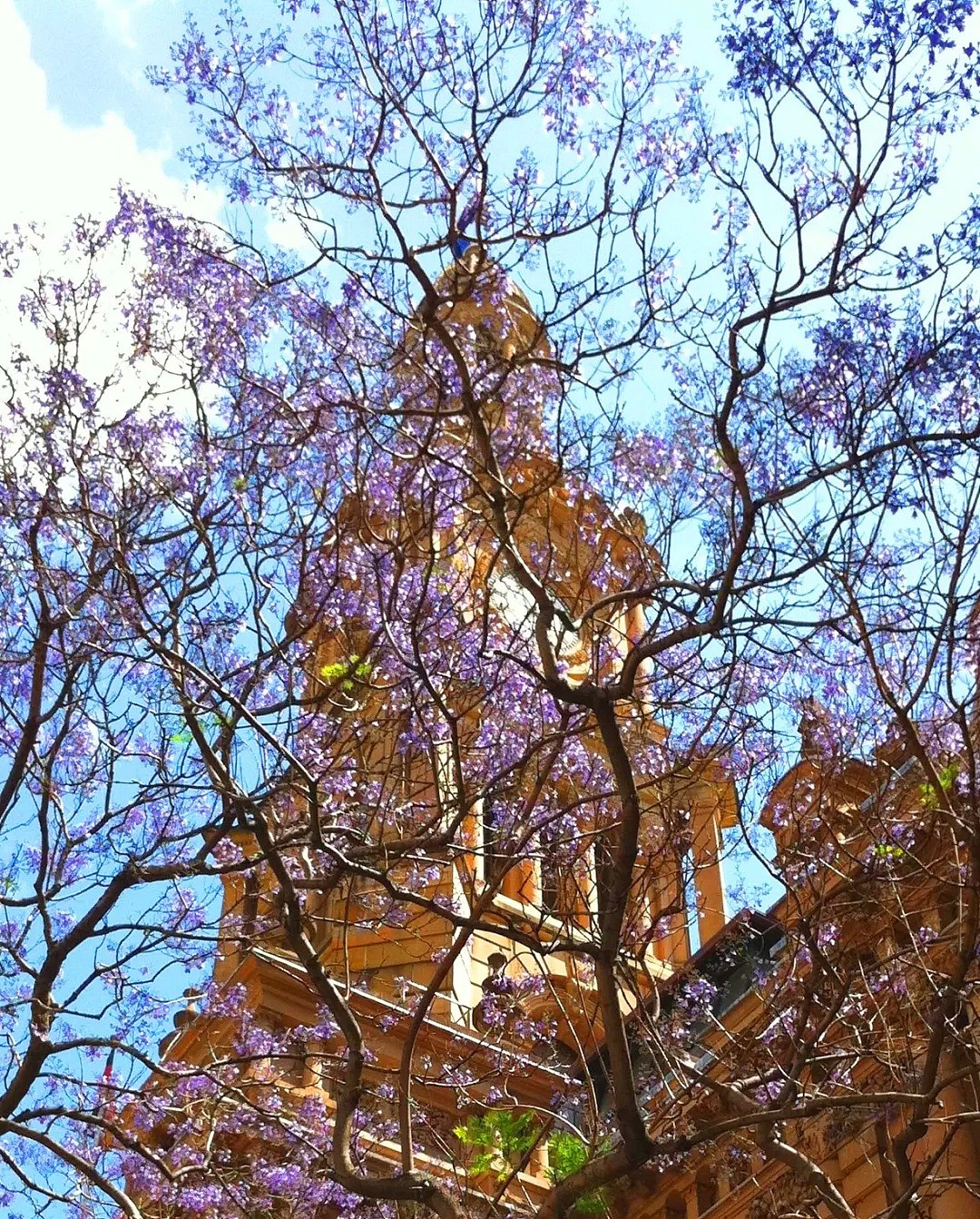 紫色浪漫席卷澳洲，这座叫“春”的城市，正被“单身狗之花”攻陷~ - 32