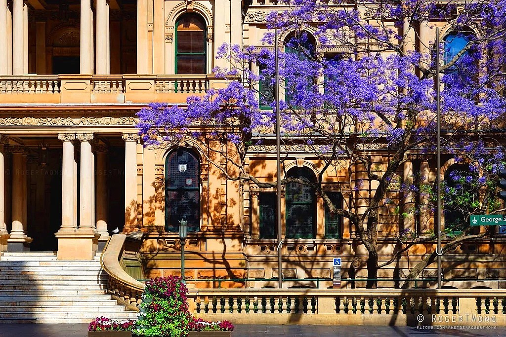 紫色浪漫席卷澳洲，这座叫“春”的城市，正被“单身狗之花”攻陷~ - 33