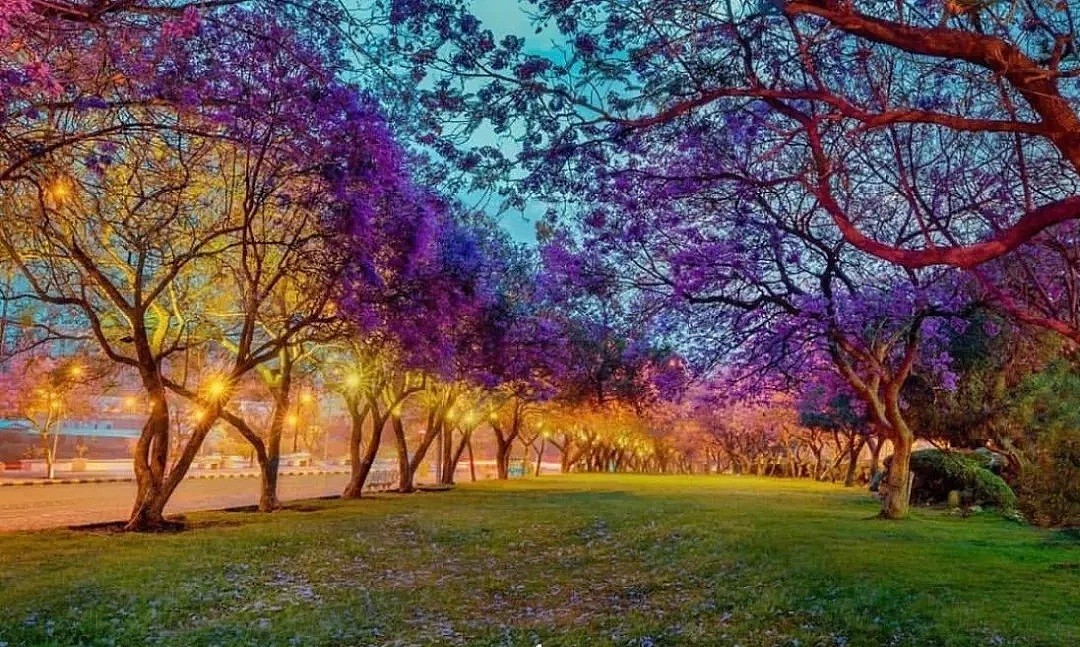 紫色浪漫席卷澳洲，这座叫“春”的城市，正被“单身狗之花”攻陷~ - 34