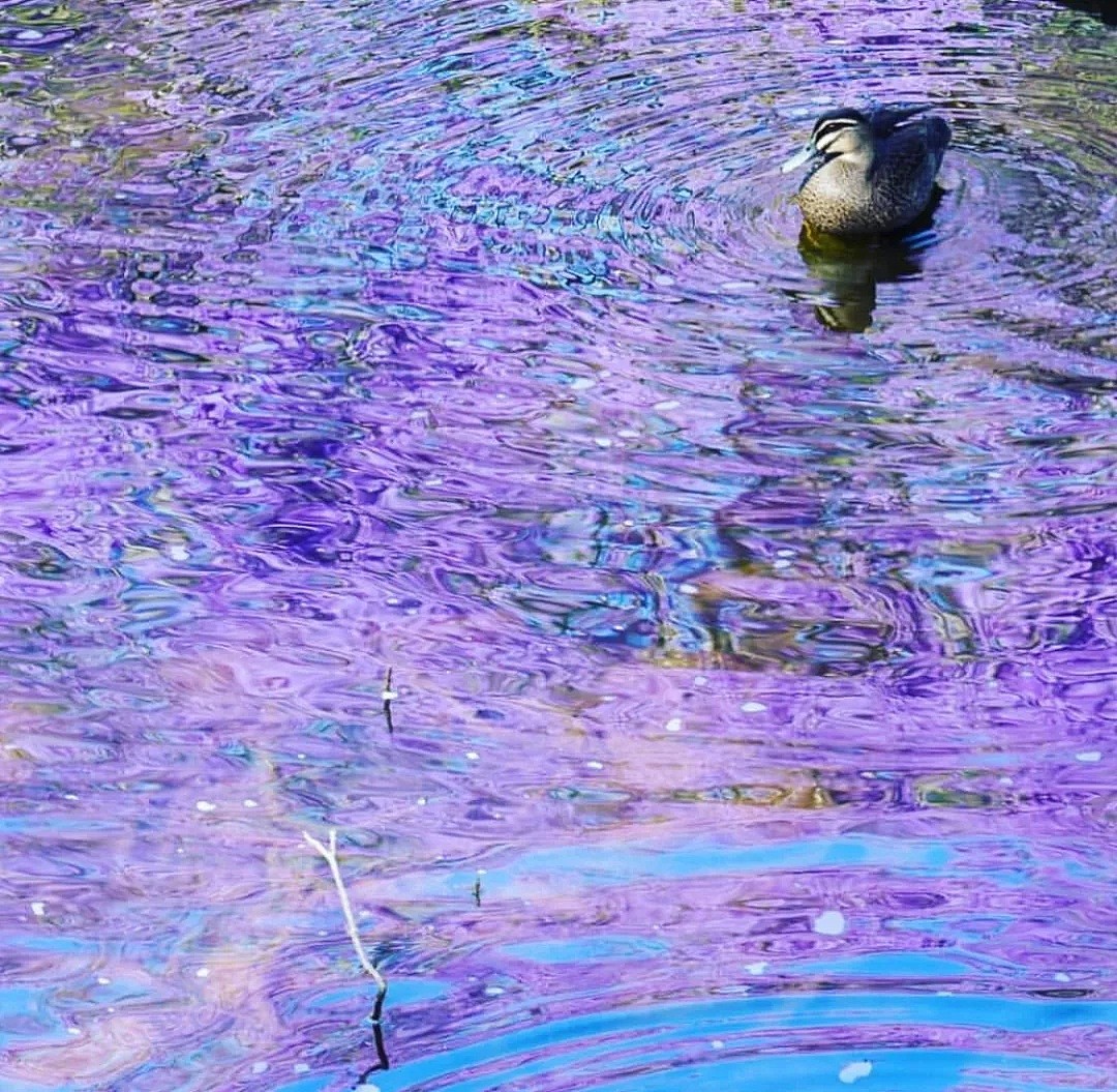 紫色浪漫席卷澳洲，这座叫“春”的城市，正被“单身狗之花”攻陷~ - 37