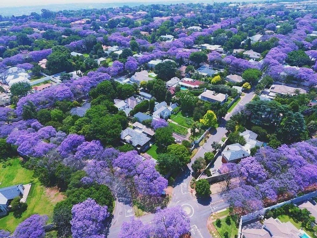 紫色浪漫席卷澳洲，这座叫“春”的城市，正被“单身狗之花”攻陷~ - 42