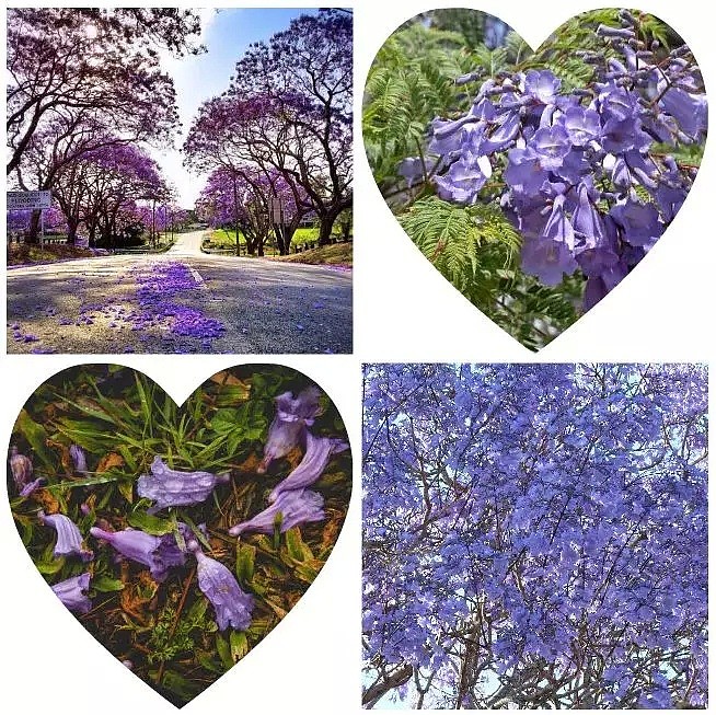 紫色浪漫席卷澳洲，这座叫“春”的城市，正被“单身狗之花”攻陷~ - 49