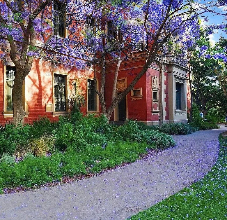 紫色浪漫席卷澳洲，这座叫“春”的城市，正被“单身狗之花”攻陷~ - 52
