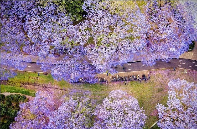 紫色浪漫席卷澳洲，这座叫“春”的城市，正被“单身狗之花”攻陷~ - 56