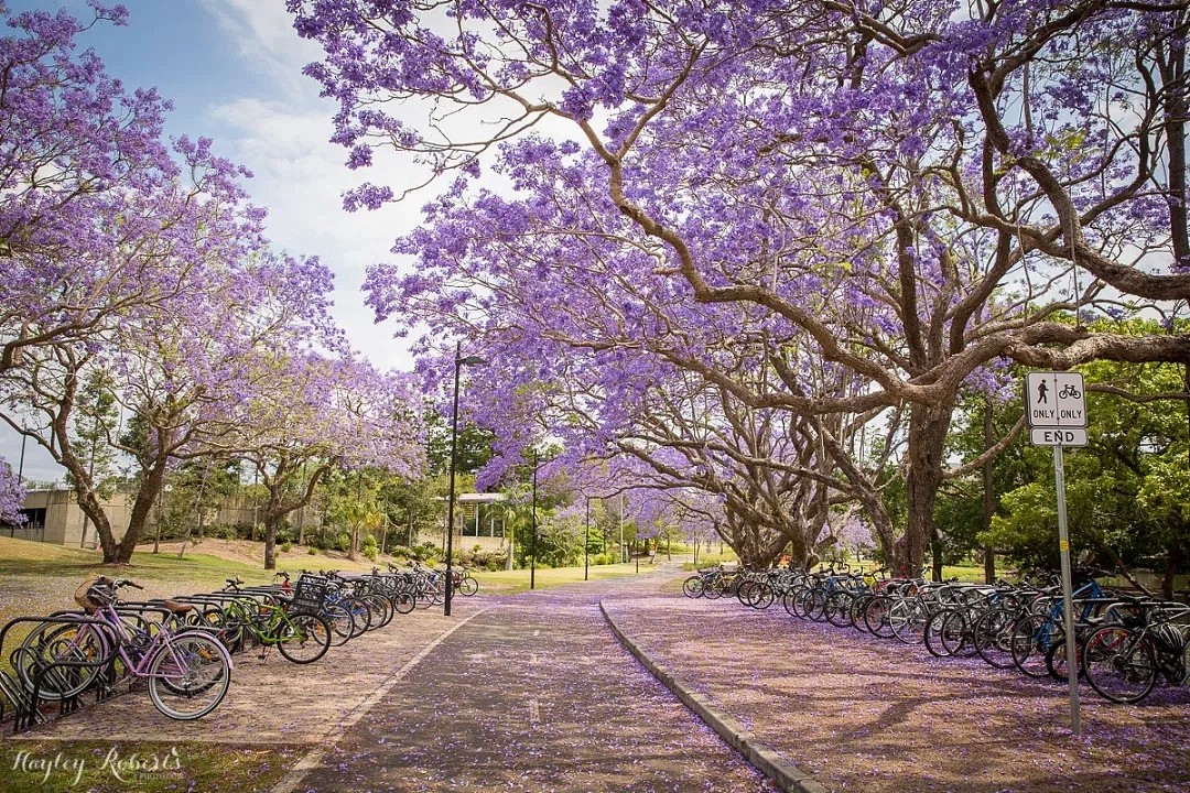 紫色浪漫席卷澳洲，这座叫“春”的城市，正被“单身狗之花”攻陷~ - 57