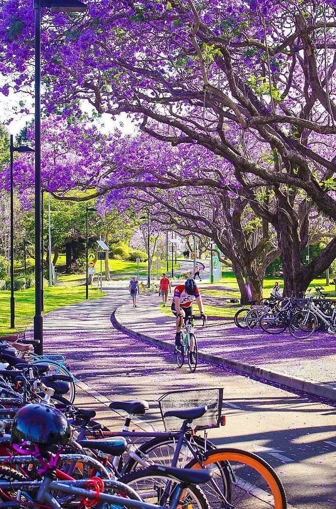 紫色浪漫席卷澳洲，这座叫“春”的城市，正被“单身狗之花”攻陷~ - 58