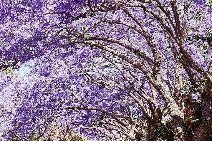 紫色浪漫席卷澳洲，这座叫“春”的城市，正被“单身狗之花”攻陷~ - 59