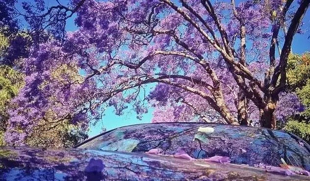 紫色浪漫席卷澳洲，这座叫“春”的城市，正被“单身狗之花”攻陷~ - 60