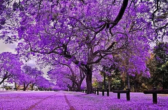 紫色浪漫席卷澳洲，这座叫“春”的城市，正被“单身狗之花”攻陷~ - 62