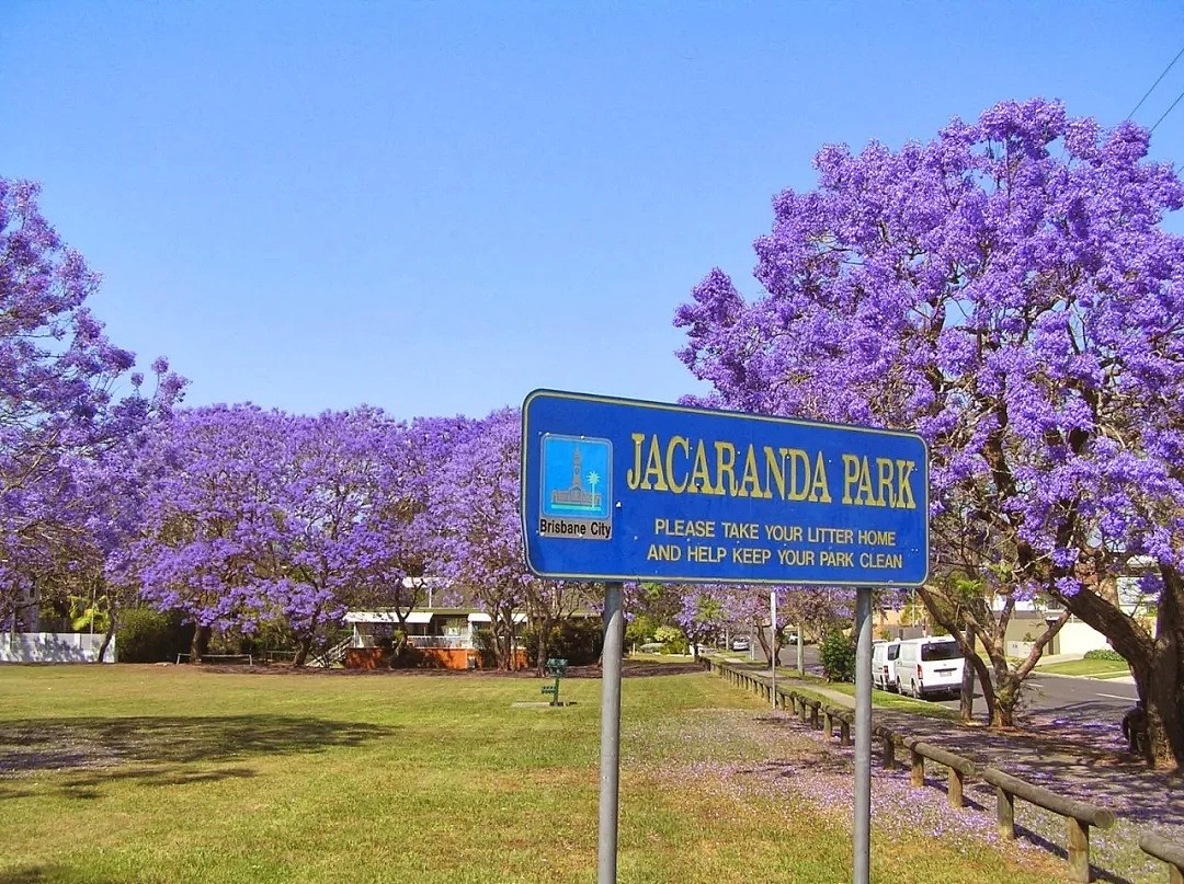 紫色浪漫席卷澳洲，这座叫“春”的城市，正被“单身狗之花”攻陷~ - 64