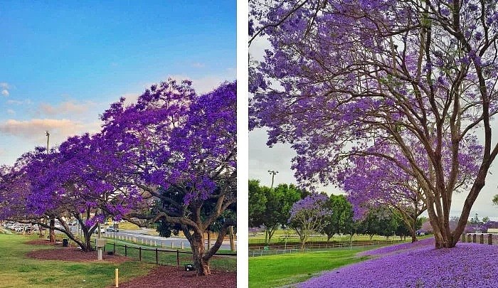紫色浪漫席卷澳洲，这座叫“春”的城市，正被“单身狗之花”攻陷~ - 65